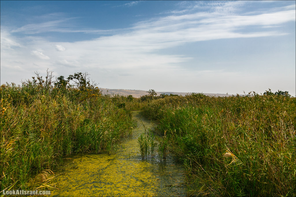 Заповедник Хула | LookAtIsrael.com - Фото путешествия по Израилю