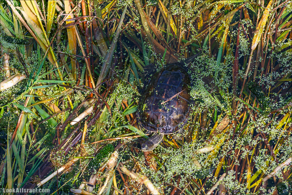 Заповедник Хула | LookAtIsrael.com - Фото путешествия по Израилю