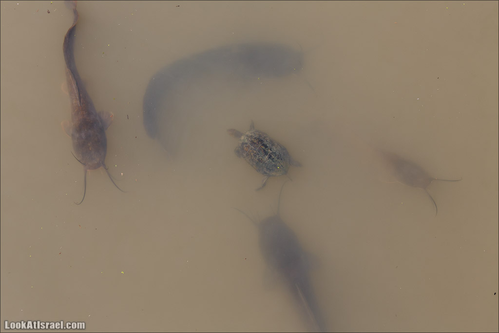 Заповедник Хула | LookAtIsrael.com - Фото путешествия по Израилю