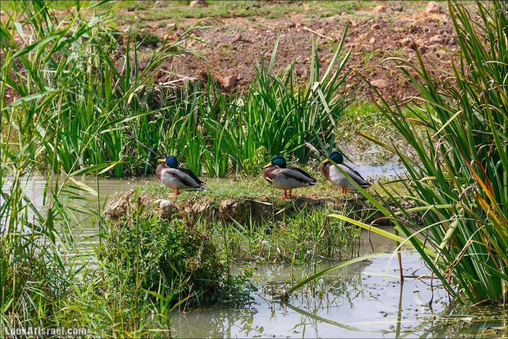 Заповедник Хула | LookAtIsrael.com - Фото путешествия по Израилю