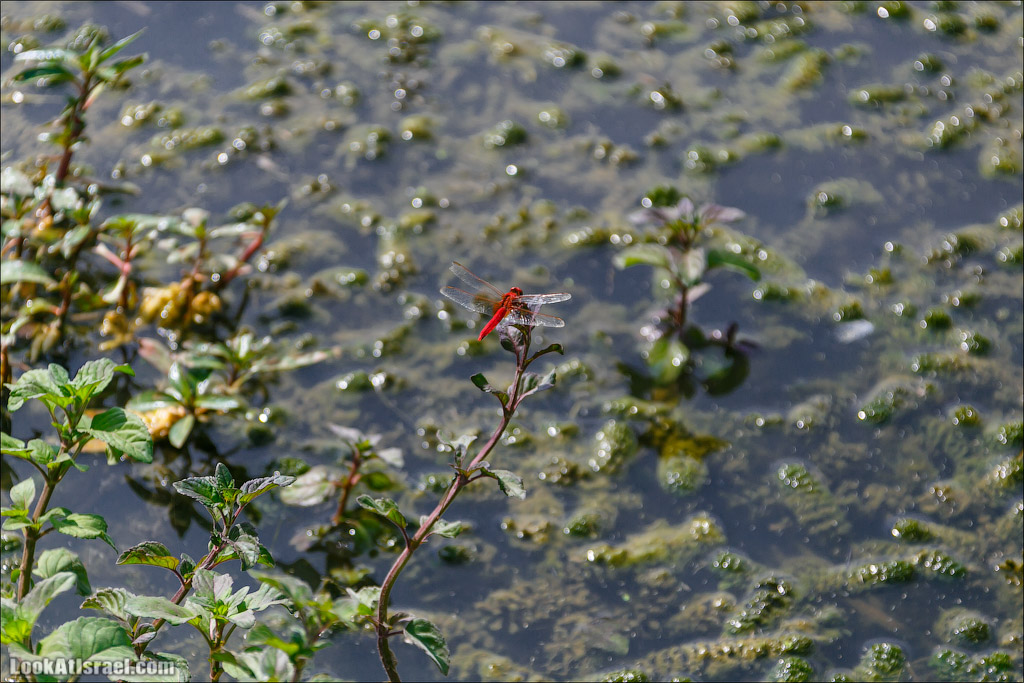 Заповедник Хула | LookAtIsrael.com - Фото путешествия по Израилю
