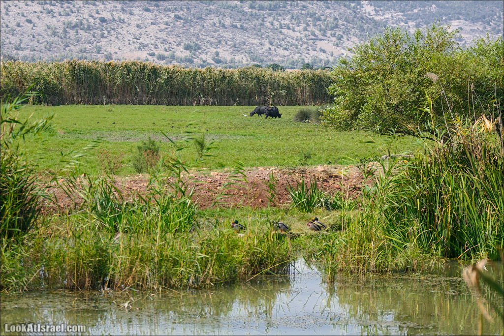 Заповедник Хула | LookAtIsrael.com - Фото путешествия по Израилю
