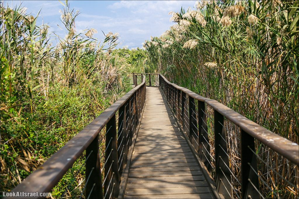 Заповедник Хула | LookAtIsrael.com - Фото путешествия по Израилю