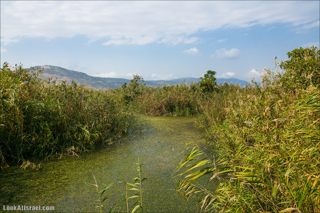 Заповедник Хула | LookAtIsrael.com - Фото путешествия по Израилю