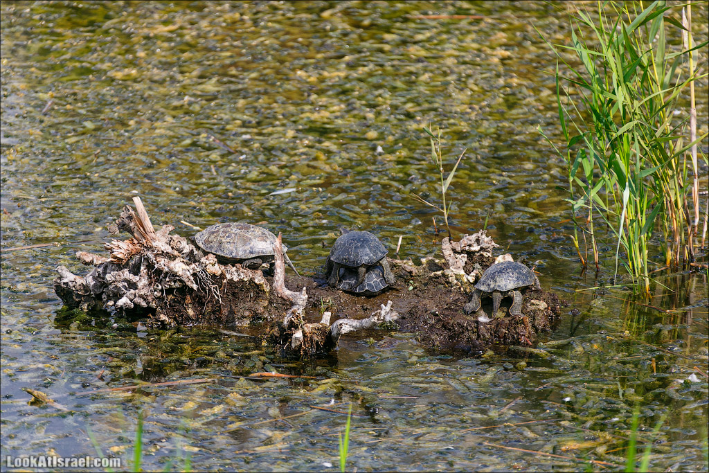 Заповедник Хула | LookAtIsrael.com - Фото путешествия по Израилю