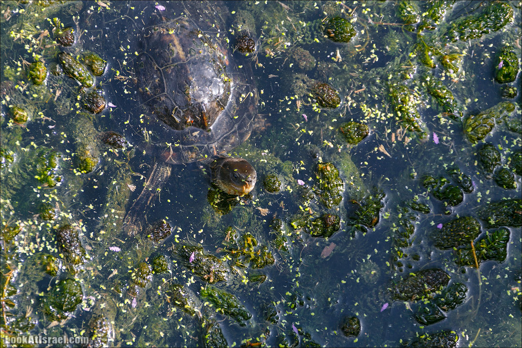 Заповедник Хула | LookAtIsrael.com - Фото путешествия по Израилю