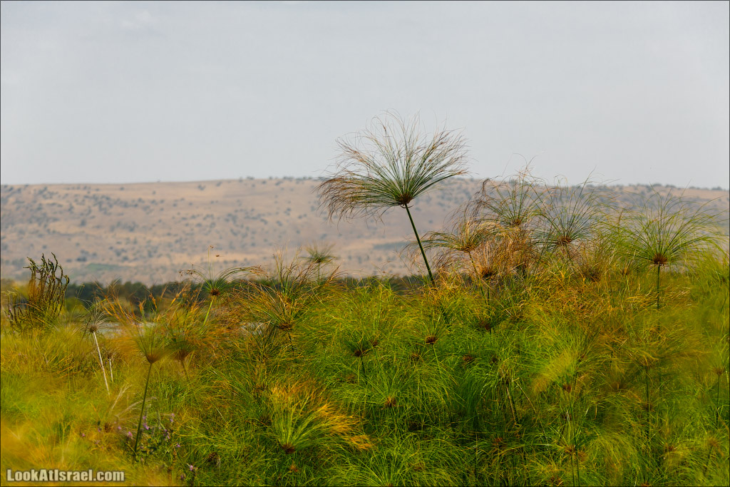 Заповедник Хула | LookAtIsrael.com - Фото путешествия по Израилю