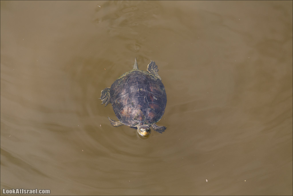 Заповедник Хула | LookAtIsrael.com - Фото путешествия по Израилю