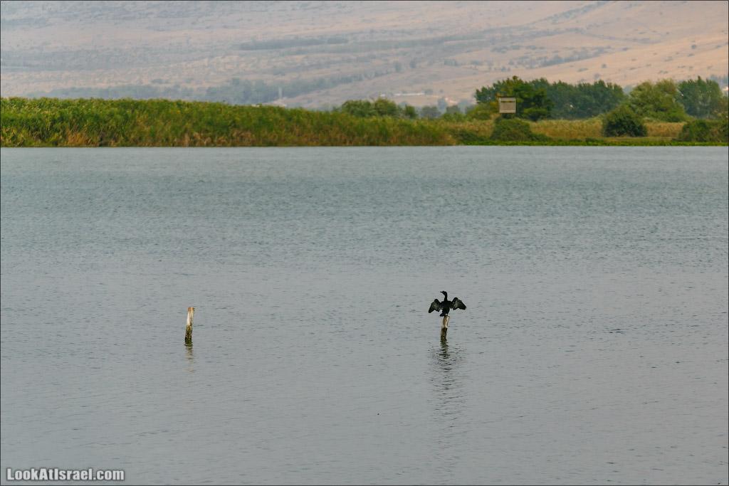 Заповедник Хула | LookAtIsrael.com - Фото путешествия по Израилю