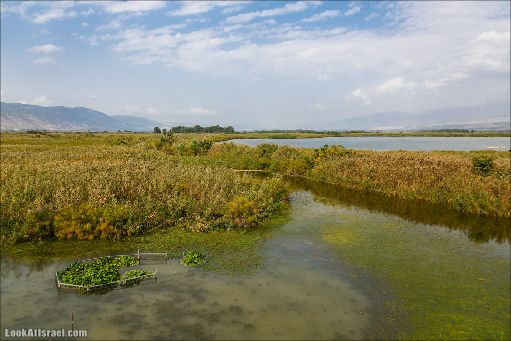 Заповедник Хула | LookAtIsrael.com - Фото путешествия по Израилю