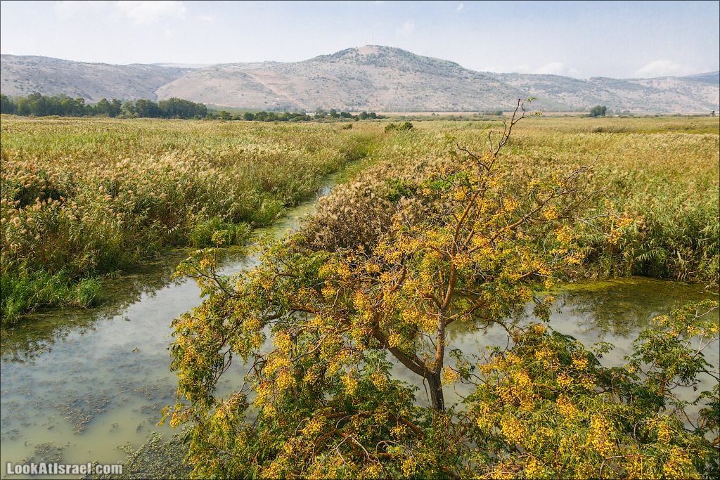 Заповедник Хула | LookAtIsrael.com - Фото путешествия по Израилю