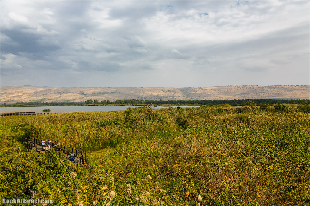 Заповедник Хула | LookAtIsrael.com - Фото путешествия по Израилю