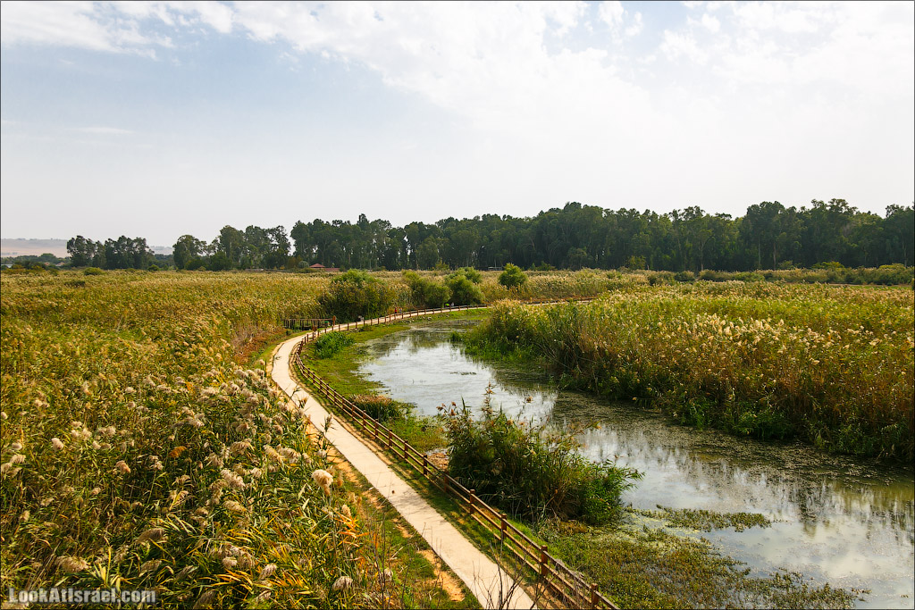 Заповедник Хула | LookAtIsrael.com - Фото путешествия по Израилю