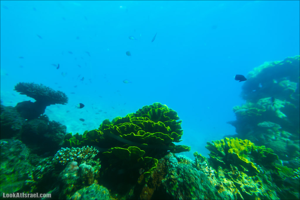 Эйлат - подводная обсерватория Океанаирум | LookAtIsrael.com - Фото путешествия по Израилю