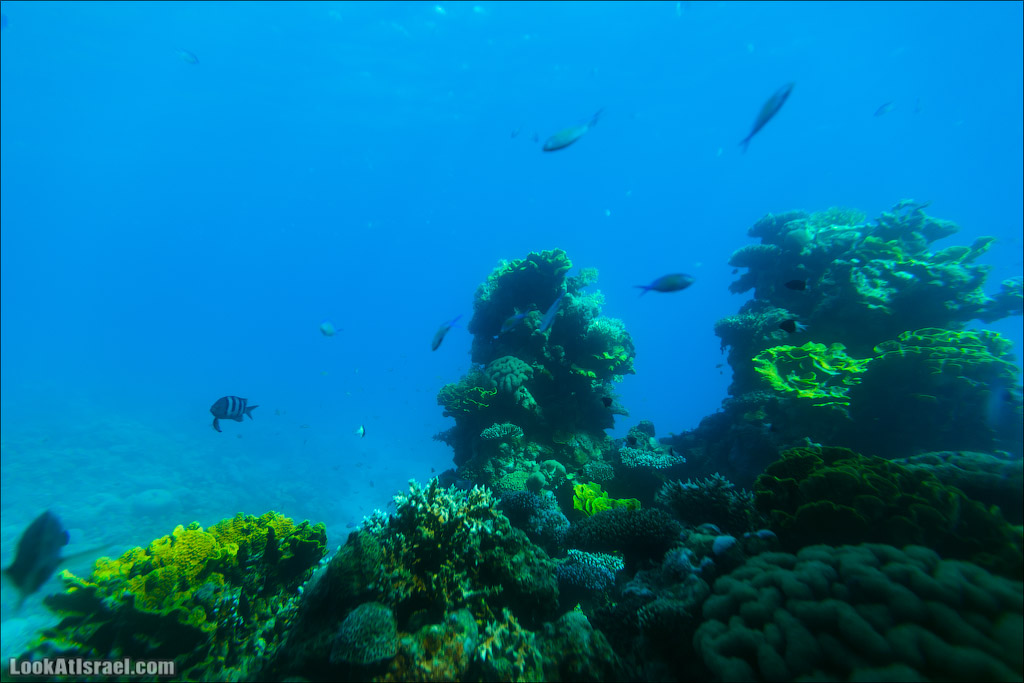 Эйлат - подводная обсерватория Океанаирум | LookAtIsrael.com - Фото путешествия по Израилю
