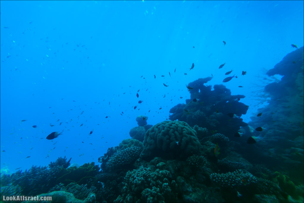 Эйлат - подводная обсерватория Океанаирум | LookAtIsrael.com - Фото путешествия по Израилю