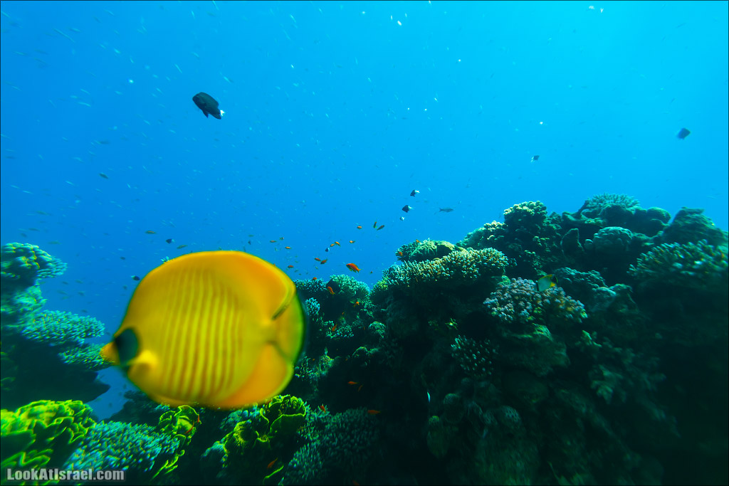 Эйлат - подводная обсерватория Океанаирум | LookAtIsrael.com - Фото путешествия по Израилю