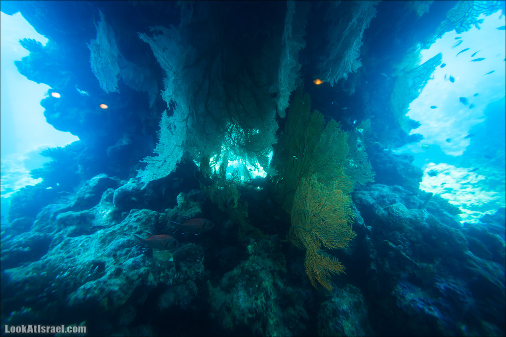 Эйлат - подводная обсерватория Океанаирум | LookAtIsrael.com - Фото путешествия по Израилю