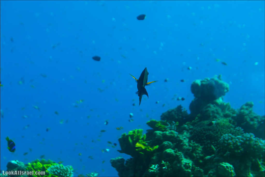 Эйлат - подводная обсерватория Океанаирум | LookAtIsrael.com - Фото путешествия по Израилю