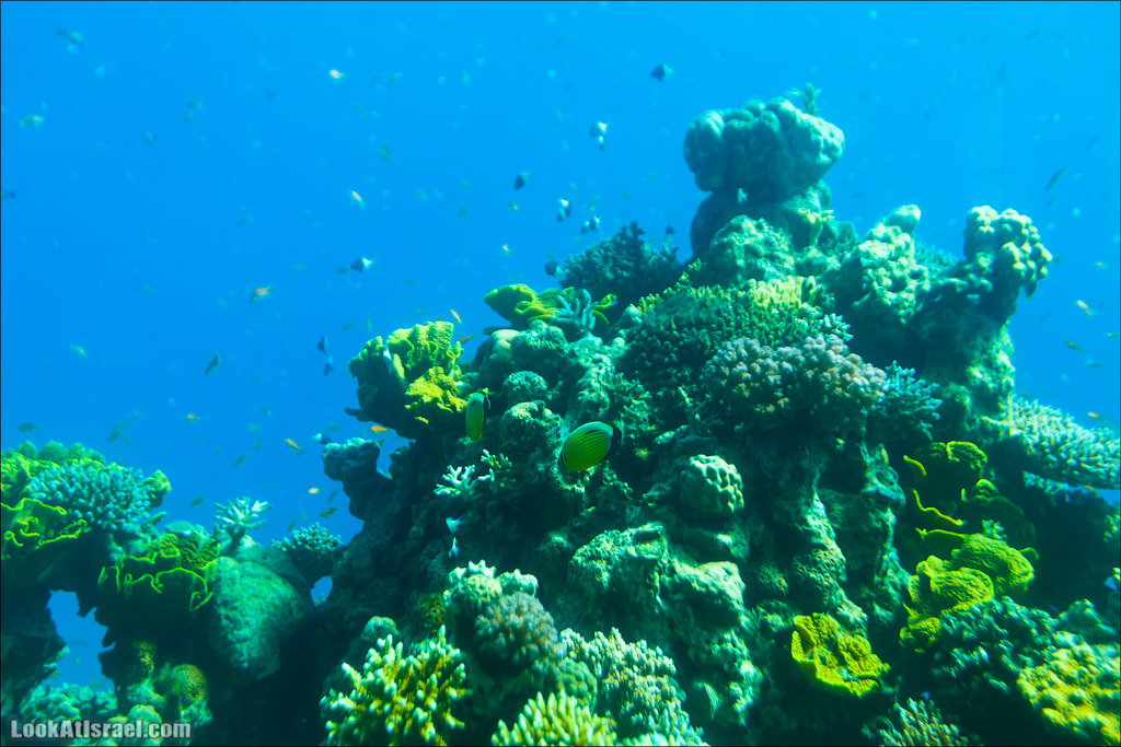 Эйлат - подводная обсерватория Океанаирум | LookAtIsrael.com - Фото путешествия по Израилю