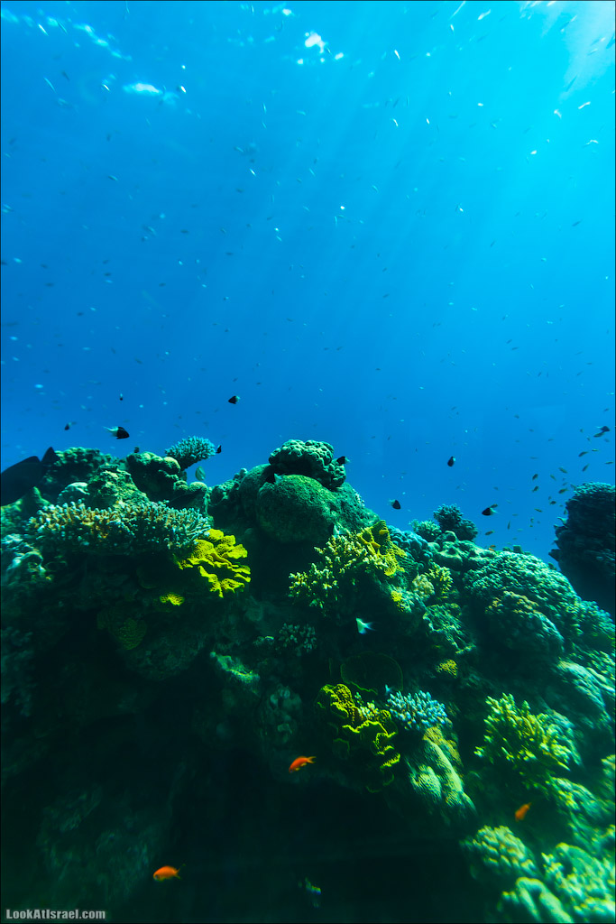 Эйлат - подводная обсерватория Океанаирум | LookAtIsrael.com - Фото путешествия по Израилю