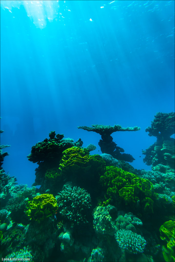 Эйлат - подводная обсерватория Океанаирум | LookAtIsrael.com - Фото путешествия по Израилю