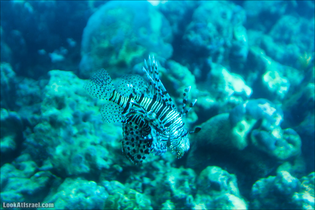 Эйлат - подводная обсерватория Океанаирум | LookAtIsrael.com - Фото путешествия по Израилю