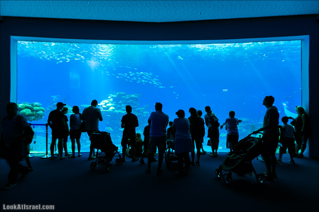 Эйлат - подводная обсерватория Океанаирум | LookAtIsrael.com - Фото путешествия по Израилю