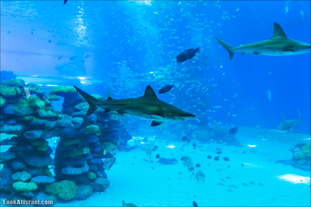 Эйлат - подводная обсерватория Океанаирум | LookAtIsrael.com - Фото путешествия по Израилю