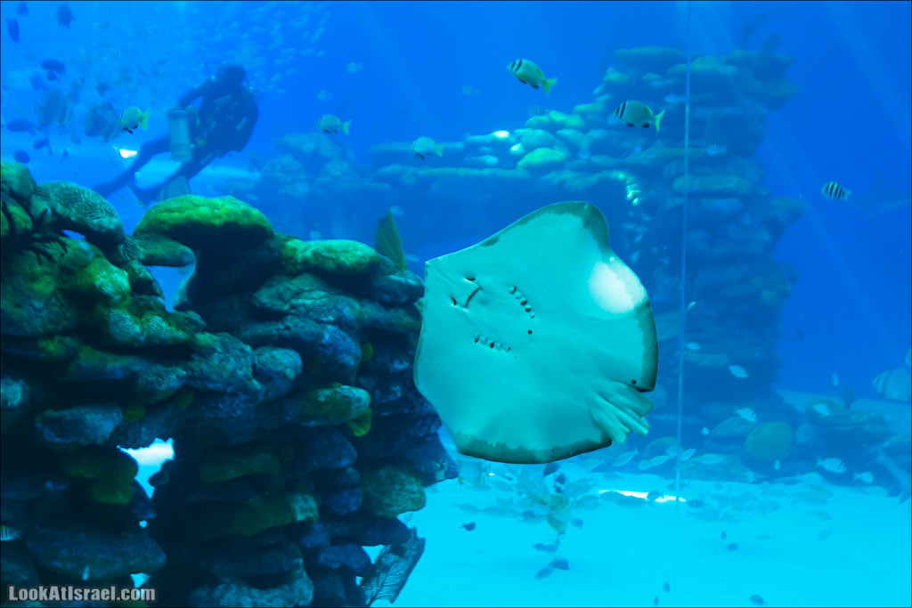 Эйлат - подводная обсерватория Океанаирум | LookAtIsrael.com - Фото путешествия по Израилю