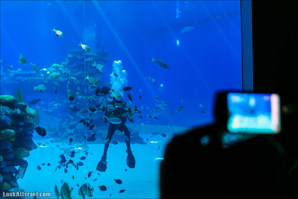 Эйлат - подводная обсерватория Океанаирум | LookAtIsrael.com - Фото путешествия по Израилю