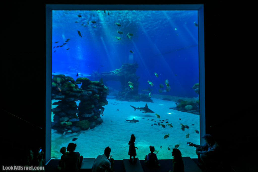 Эйлат - подводная обсерватория Океанаирум | LookAtIsrael.com - Фото путешествия по Израилю
