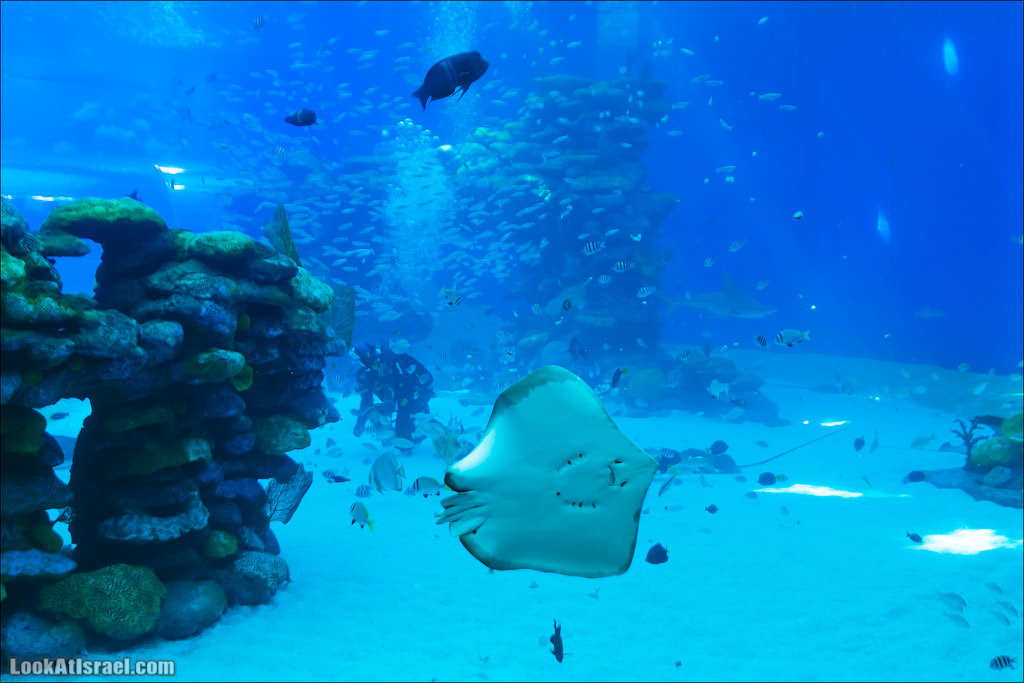 Эйлат - подводная обсерватория Океанаирум | LookAtIsrael.com - Фото путешествия по Израилю