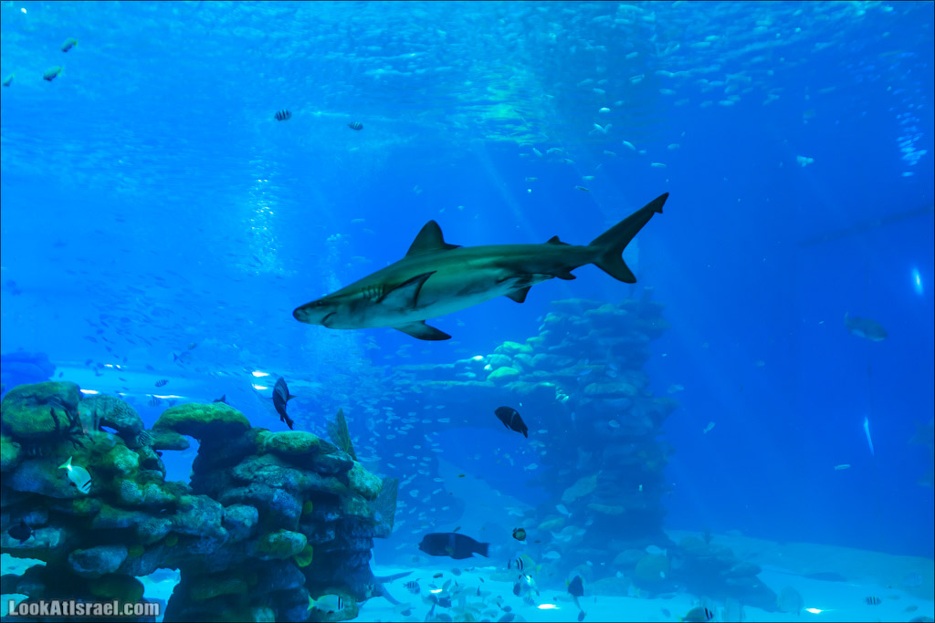 Эйлат - подводная обсерватория Океанаирум | LookAtIsrael.com - Фото путешествия по Израилю