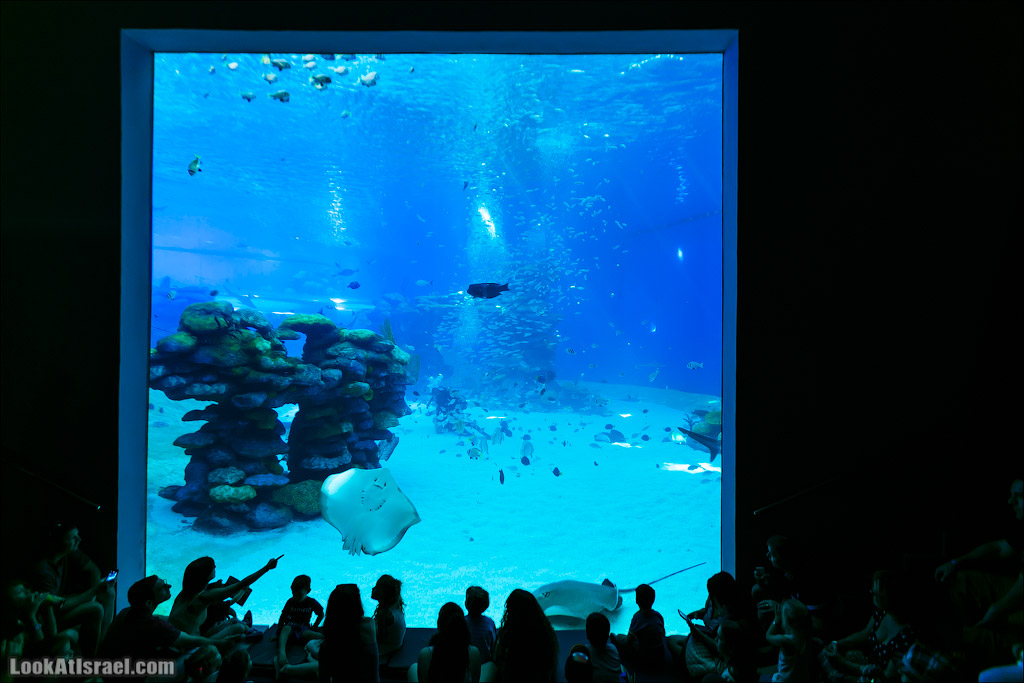 Эйлат - подводная обсерватория Океанаирум | LookAtIsrael.com - Фото путешествия по Израилю