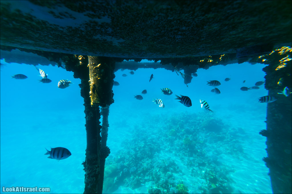 Эйлат - подводная обсерватория Океанаирум | LookAtIsrael.com - Фото путешествия по Израилю