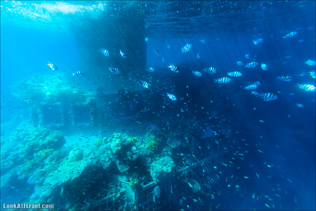 Эйлат - подводная обсерватория Океанаирум | LookAtIsrael.com - Фото путешествия по Израилю