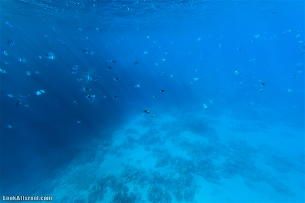 Эйлат - подводная обсерватория Океанаирум | LookAtIsrael.com - Фото путешествия по Израилю