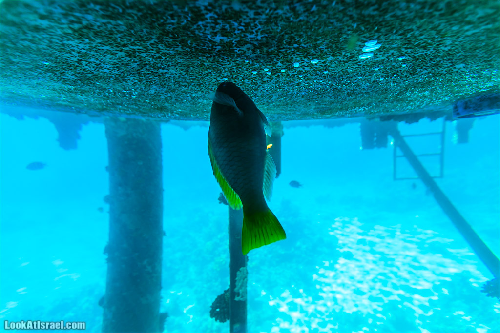 Эйлат - подводная обсерватория Океанаирум | LookAtIsrael.com - Фото путешествия по Израилю