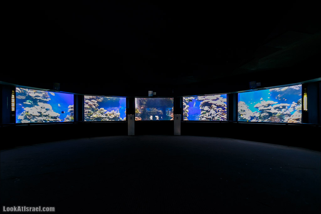 Эйлат - подводная обсерватория Океанаирум | LookAtIsrael.com - Фото путешествия по Израилю