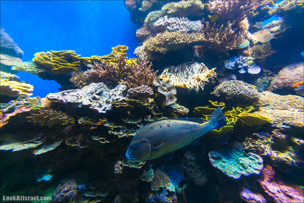 Эйлат - подводная обсерватория Океанаирум | LookAtIsrael.com - Фото путешествия по Израилю