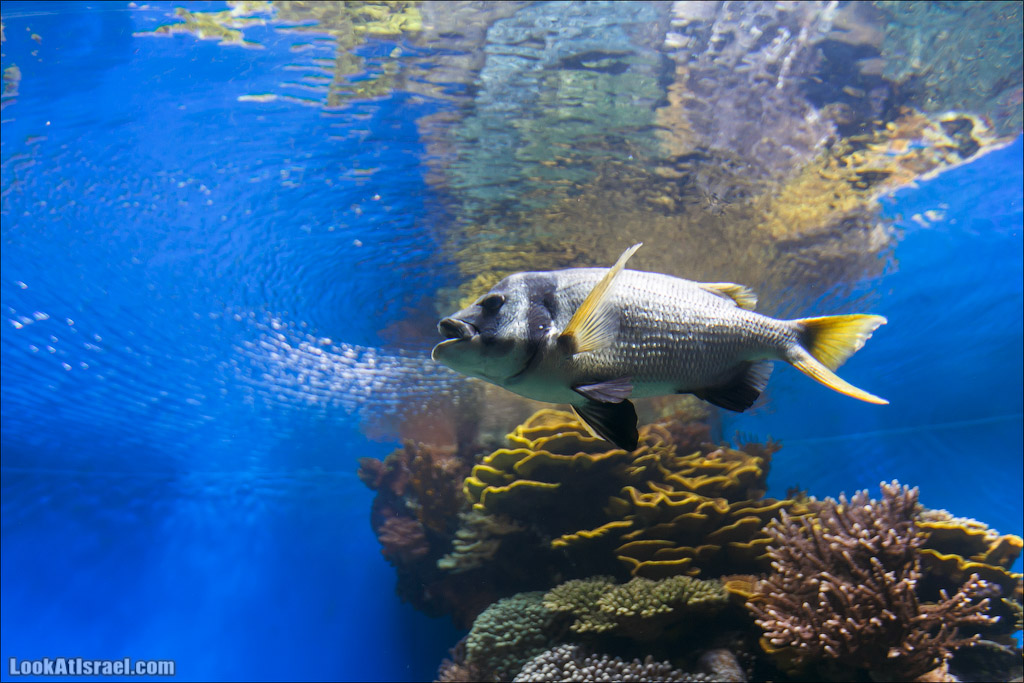 Эйлат - подводная обсерватория Океанаирум | LookAtIsrael.com - Фото путешествия по Израилю