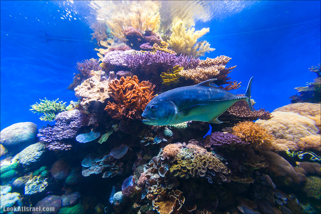 Эйлат - подводная обсерватория Океанаирум | LookAtIsrael.com - Фото путешествия по Израилю