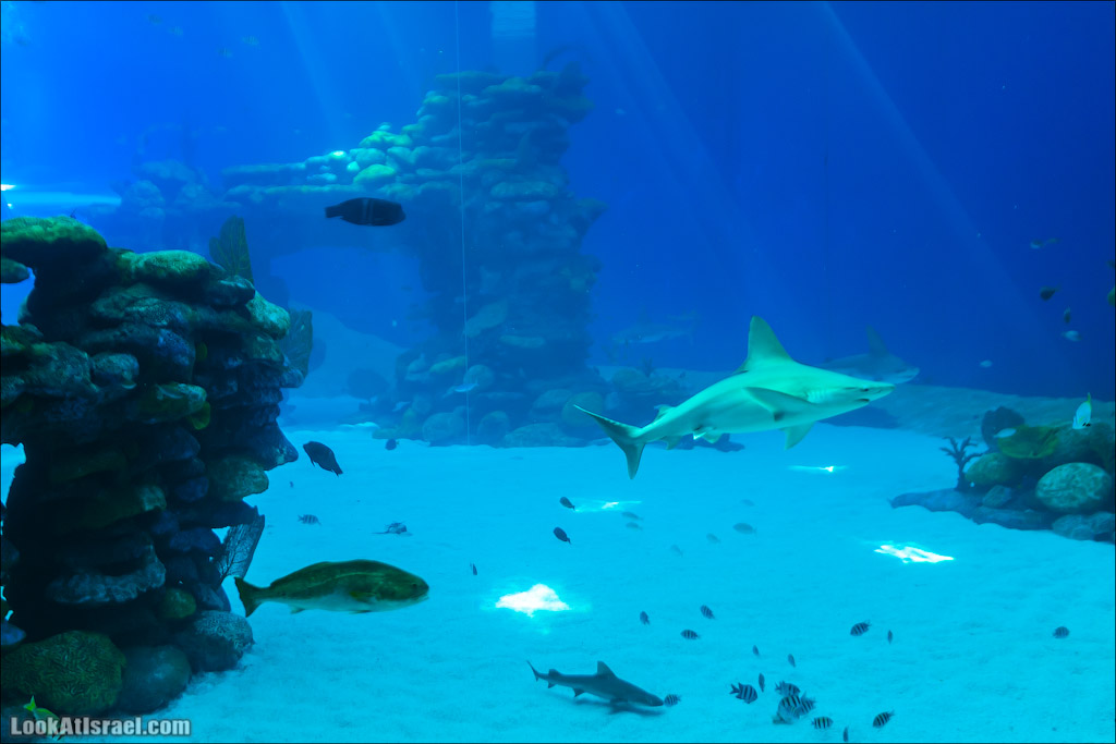Эйлат - подводная обсерватория Океанаирум | LookAtIsrael.com - Фото путешествия по Израилю