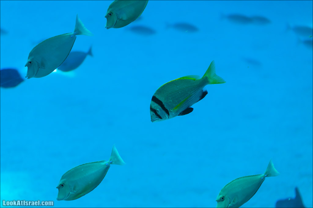 Эйлат - подводная обсерватория Океанаирум | LookAtIsrael.com - Фото путешествия по Израилю