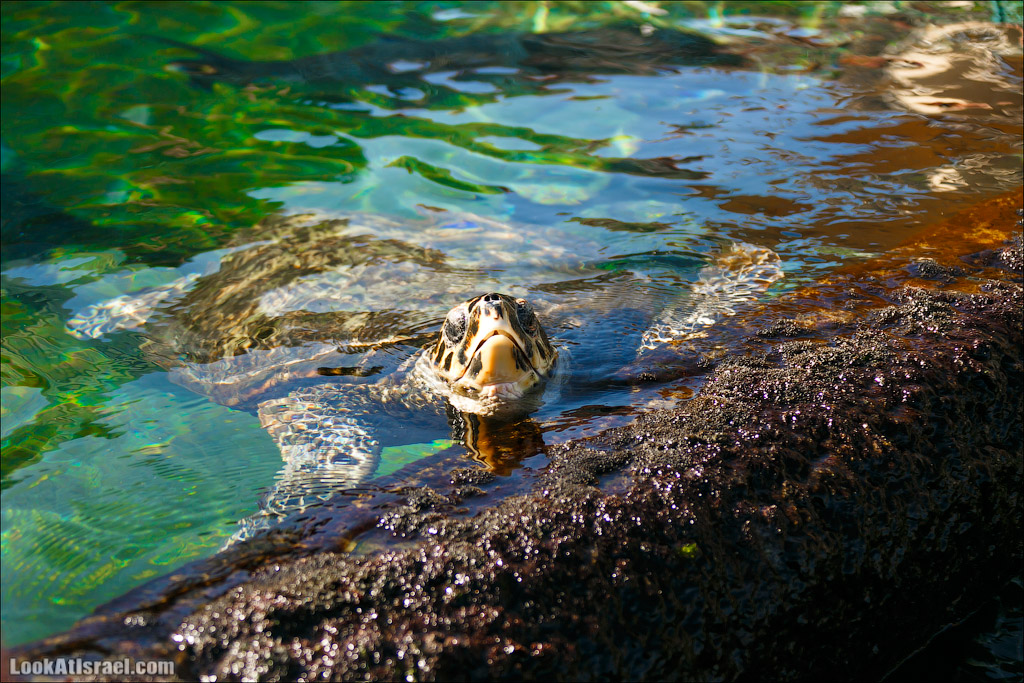 Эйлат - подводная обсерватория Океанаирум | LookAtIsrael.com - Фото путешествия по Израилю