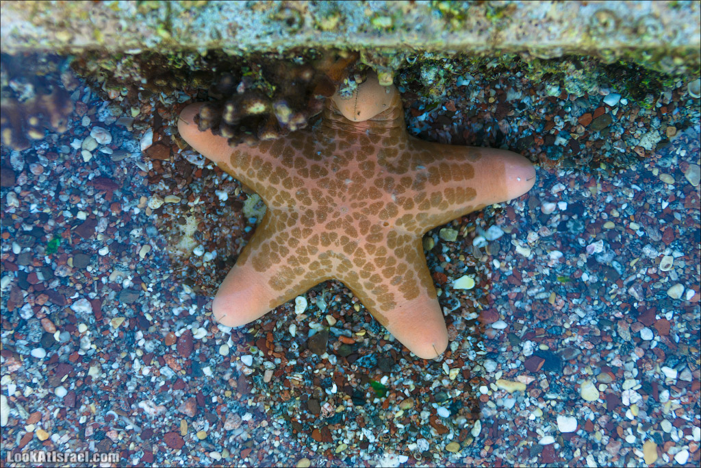 Эйлат - подводная обсерватория Океанаирум | LookAtIsrael.com - Фото путешествия по Израилю