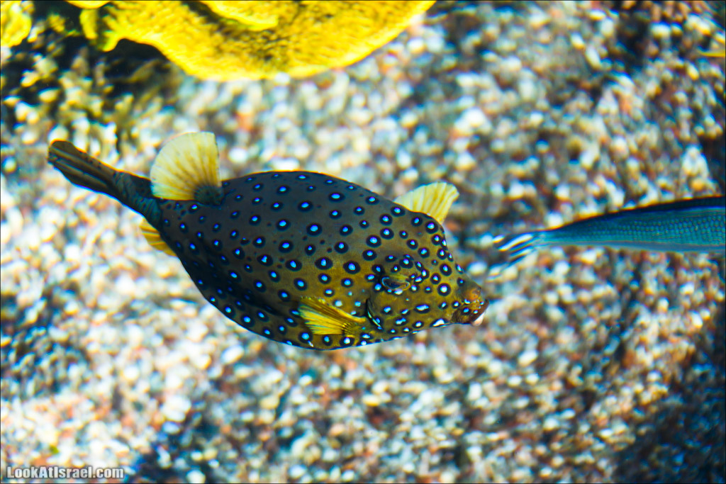 Эйлат - подводная обсерватория Океанаирум | LookAtIsrael.com - Фото путешествия по Израилю