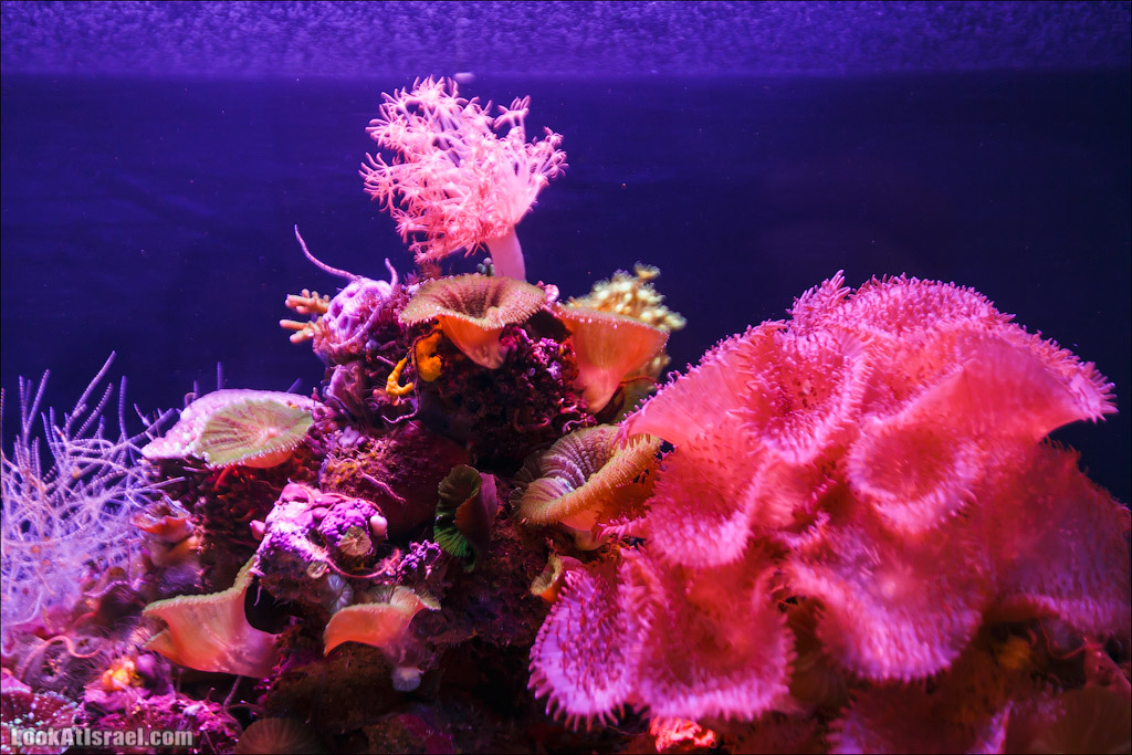 Эйлат - подводная обсерватория Океанаирум | LookAtIsrael.com - Фото путешествия по Израилю
