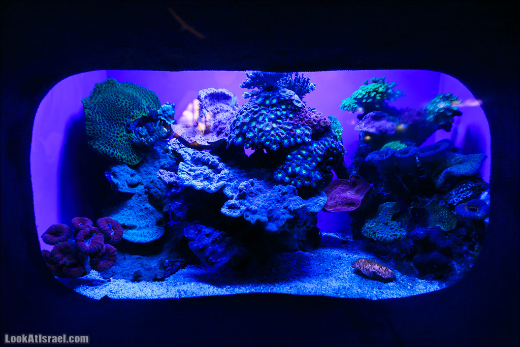 Эйлат - подводная обсерватория Океанаирум | LookAtIsrael.com - Фото путешествия по Израилю